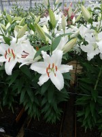 [5281 Ice Dancer No01.JPG]